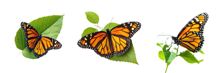 Fototapeta premium A Set of Monarch Butterflies on Leaves Isolated on Transparent Background