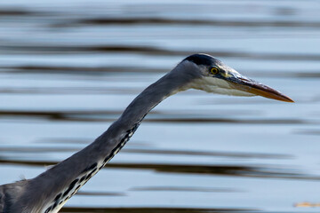 Grey Heron (Ardea cinerea) in Father Collins Park, Dublin