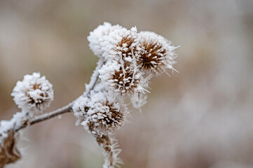 frosted thistles covered with ice crystals in winter
