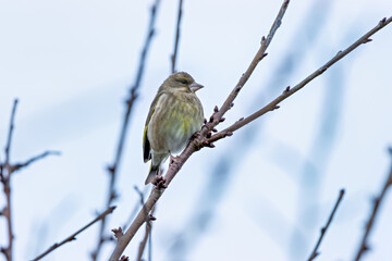 Greenfinch (Chloris chloris) in Father Collins Park, Dublin
