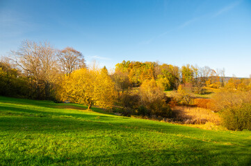 A tree with golden leaves standing out in an autumn landscape. The warm hues of fall create a stunning contrast with the surrounding nature, capturing the essence of the season