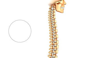 Human Cervical Spine Anatomy Illustration