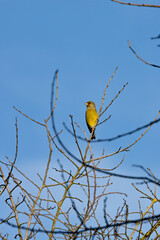 Greenfinch (Chloris chloris) in Father Collins Park, Dublin