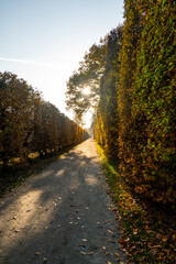 An old garden lined with tall shrubs and cedars, captured during an autumn walk. The vibrant fall colors and peaceful surroundings create a serene atmosphere in the garden.