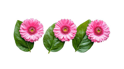 pink flowers on a transparent background, PNG image, PNG file, Generative art.