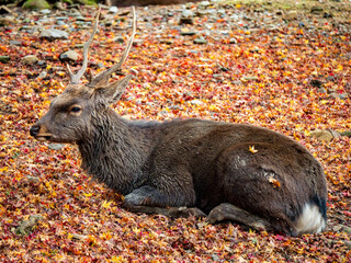 Portrait of deer sitting under maple tree in Autumn, Nara, Japan