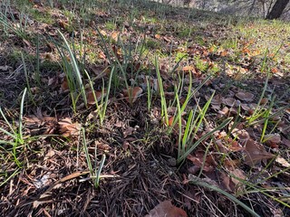 Close-up of fresh leaves of the Allium schoenoprasum plant. Growing edible plants as organic food. Chives, Allium schoenoprasum, is a species of flowering plant in the family Amaryllidaceae.
