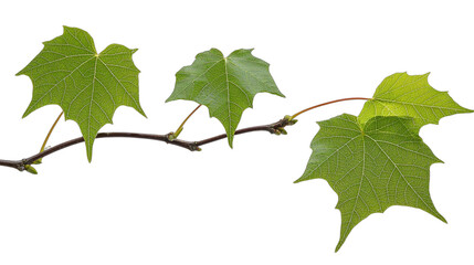 a green leaf from a tree on a transparent background, PNG image, PNG file, Generative art.