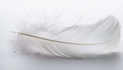 Obraz premium white feather on white background