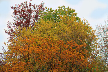 Fototapeta premium Colorful Trees