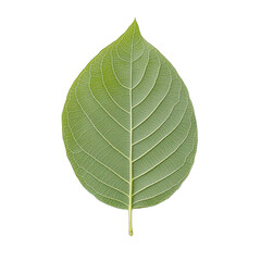 Obraz premium a green leaf on a transparent background, PNG image, PNG file, Generative art.