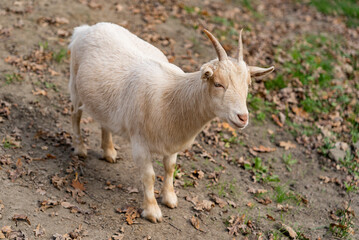 Goat with horns, goat in the zoo, farm animals.