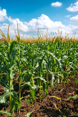 Obraz premium Golden Stretch of Maize: A Majestic Late Summer Cornfield Reaching Towards the Horizon Under a Bright Blue Sky