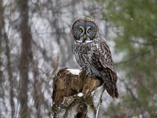 Great Gray Owl sitting on a snowy stump , closeup portrait