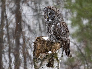 Great Gray Owl sitting on a stump covered in snow and holding a small rodent, closeup portrait  