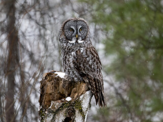 Great Gray Owl sitting on a stump covered in snow and holding a small rodent, closeup portrait  