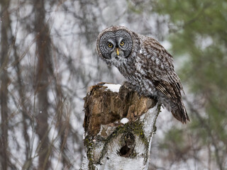 Great Gray Owl sitting on a stump covered in snow and holding a small rodent, closeup portrait  