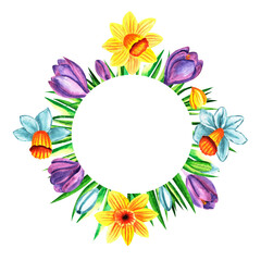 Watercolor wreath on white background. Spring round frame flower crocus and daffodils. Floral design. Perfect for card, poster, postcard, invitations, wedding, birthday party.