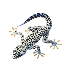 Stunning close-up of a vibrant, spotted gecko isolated on a pure white background.  Perfect for zoology, reptile, or nature-themed projects.