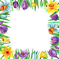 Obraz premium Watercolor frame, template, with purple blooming anemone and daffodils flowers isolated on white background. Spring and easter template, botanical hand painted illustration. For designers, wedding
