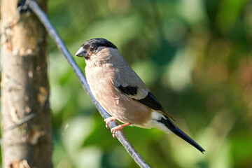 Obraz premium Close-Up of a Beautiful Bird Perched on a Branch in Bright Sunlight