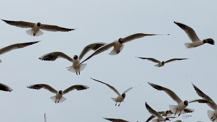 A lot of seagulls birds flying on sky background