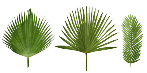 Clipart set of hand-drawn tropical leaf illustrations,  palm leaves and exotic greenery. Ideal for creative projects, print designs, and nature-inspired decor.