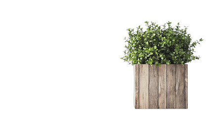 Fototapeta premium a small green plant growing out of a wooden pot PNG image, PNG file, Generative art.