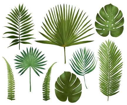 A collection of hand-drawn tropical leaf illustrations, highlighting the beauty of palm leaves and exotic greenery. Ideal for creative projects, print designs, and nature-inspired decor.