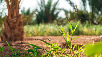 Close-Up of Green Plants with Seed Heads and Tree Background