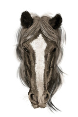 Portrait of black Andalusian Horse with long mane.