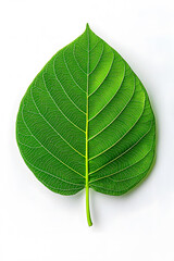 Green leaf isolated on white background