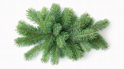 Lush Green Christmas Tree Branches with Fine Green Needles