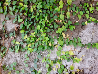 wild plants creeping up the wall