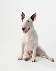 A bull terrier sits indoors against a white background. The dog is calm with attentive ears, creating a peaceful indoor moment.