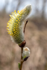 willow buds close up