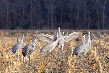 Sandhill Crane in a Display of Courtship