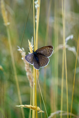 Speckled Butterfly Resting Gracefully on a Sunlit Wheat Stalk in Nature