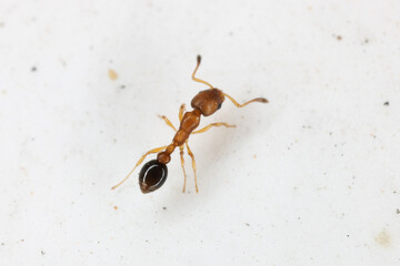 Cardiocondyla emeryi, tiny ant, a tramp species that is common in anthropogenic habits in tropical regions.