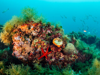 rough rocky reef with wild red starfish on bottom of deep clear sea with colorful coral and green seaweed and swimming fish, concept of marine wildlife and underwater fauna, copyspace for text