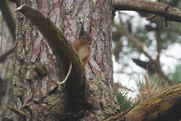 Un écureuil qui grimpe dans un pin