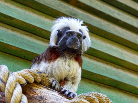 A small Tamarin monkey (Saguinus oedipus) sitting on a tree wrapped in a rope - Powered by Adobe