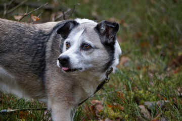 Brown and white mongrel dog and grass on second plan
