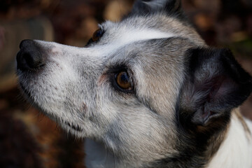 Brown and white mongrel dog with defocused background