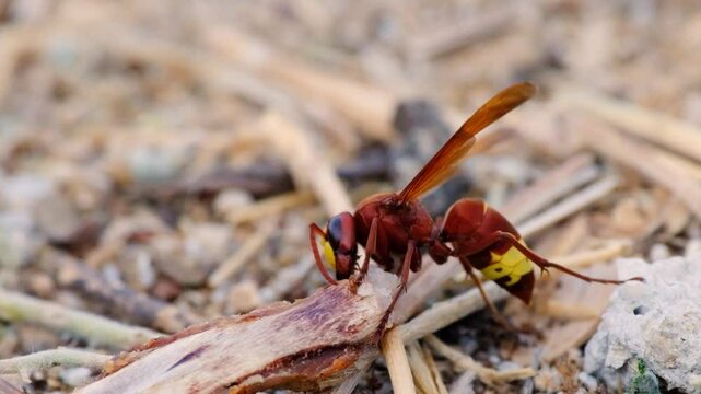 Oriental hornet tearing the flesh off the bone