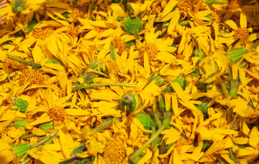 the color is the vivacity of the arnica petals