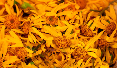 beautiful arnica flowers collected to produce oils and essences