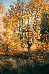 autumn landscape, maple at dawn