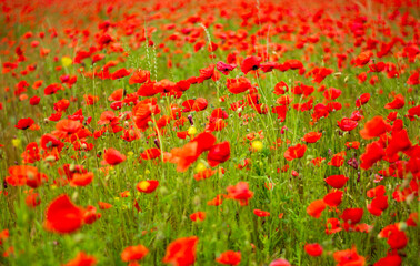 the red of the Poppies with a great joy of Spring