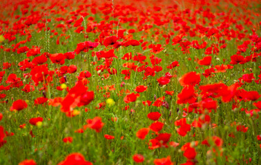 a splendid meadow colored in red with poppies in bloom